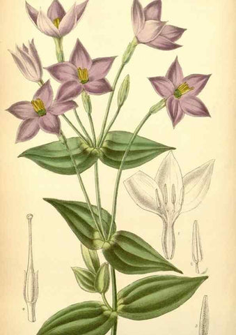 Reproducción/Reproduction 35397447076: Curtis's botanical magazine.. London ; New York [etc.] :Academic Press [etc.]