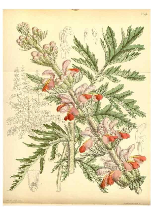 Reproducción/Reproduction 35397448716: Curtis's botanical magazine.. London ; New York [etc.] :Academic Press [etc.]