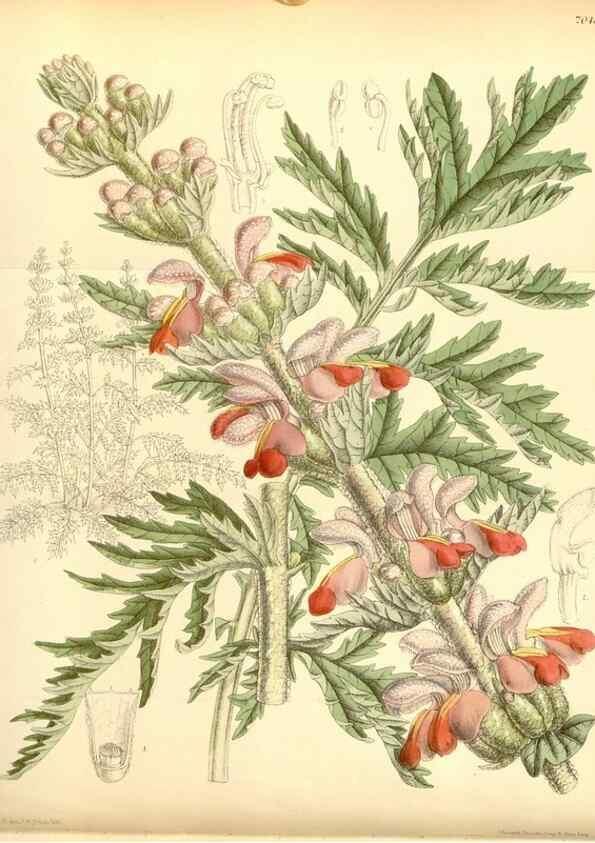 Reproducción/Reproduction 35397448716: Curtis's botanical magazine.. London ; New York [etc.] :Academic Press [etc.]