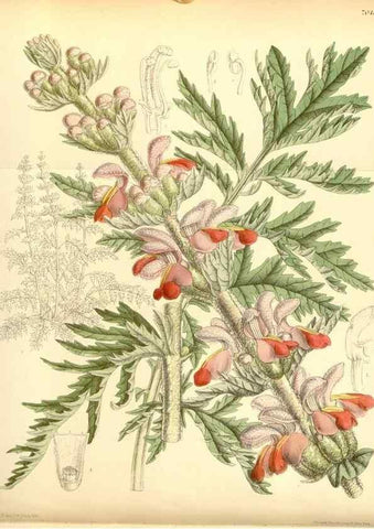 Reproducción/Reproduction 35397448716: Curtis's botanical magazine.. London ; New York [etc.] :Academic Press [etc.]