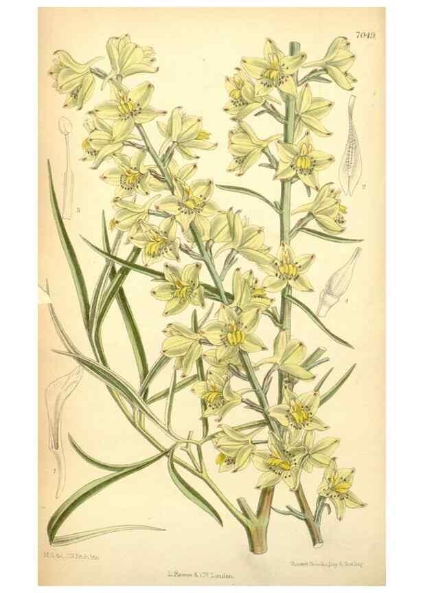 Reproducción/Reproduction 35397450706: Curtis's botanical magazine.. London ; New York [etc.] :Academic Press [etc.]