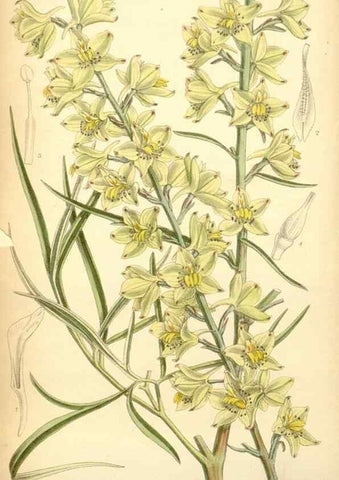 Reproducción/Reproduction 35397450706: Curtis's botanical magazine.. London ; New York [etc.] :Academic Press [etc.]