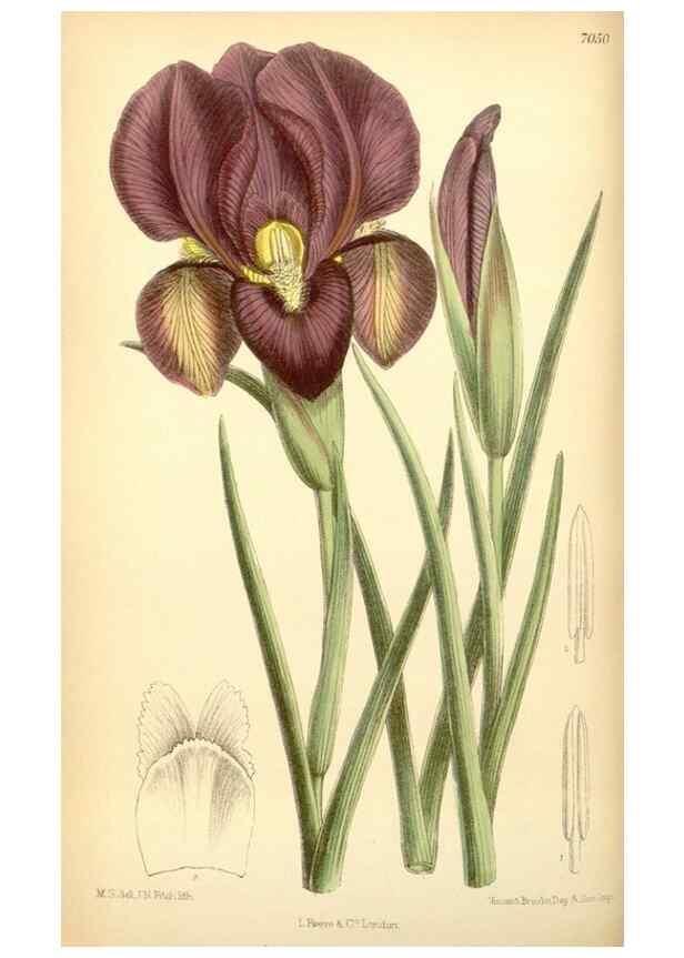 Reproducción/Reproduction 35397452456: Curtis's botanical magazine.. London ; New York [etc.] :Academic Press [etc.]
