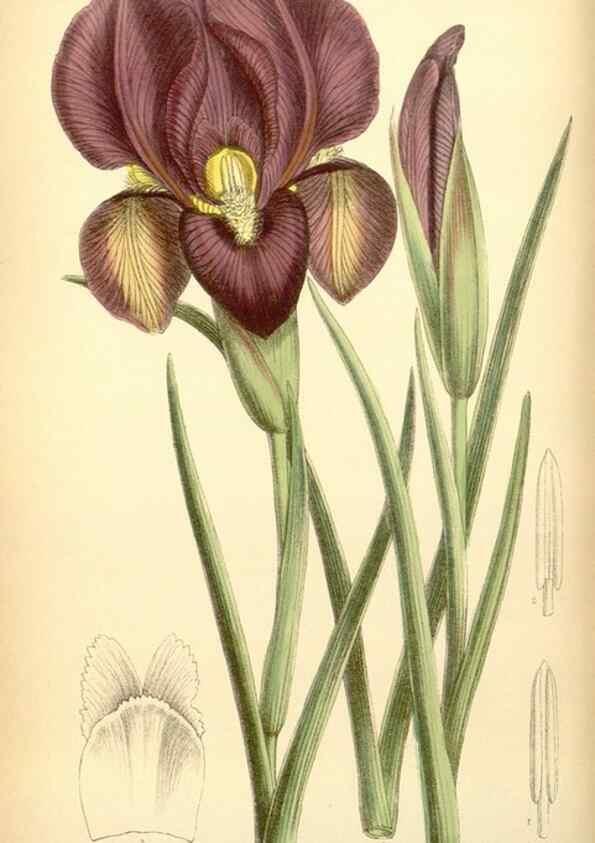 Reproducción/Reproduction 35397452456: Curtis's botanical magazine.. London ; New York [etc.] :Academic Press [etc.]