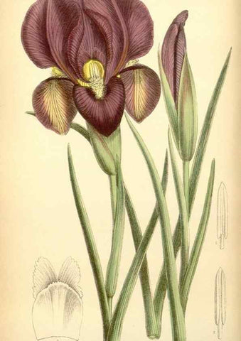 Reproducción/Reproduction 35397452456: Curtis's botanical magazine.. London ; New York [etc.] :Academic Press [etc.]