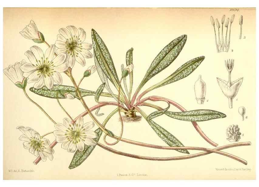 Reproducción/Reproduction 35397453686: Curtis's botanical magazine.. London ; New York [etc.] :Academic Press [etc.]