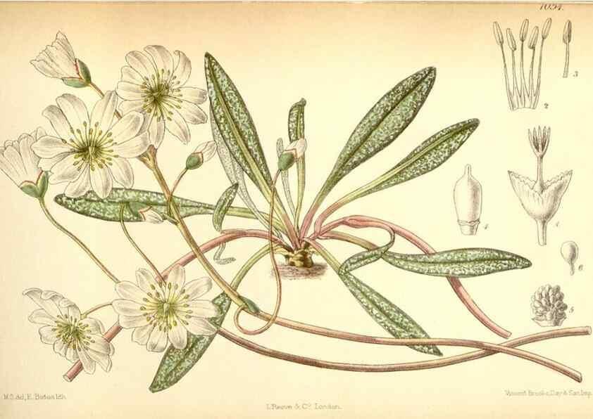 Reproducción/Reproduction 35397453686: Curtis's botanical magazine.. London ; New York [etc.] :Academic Press [etc.]
