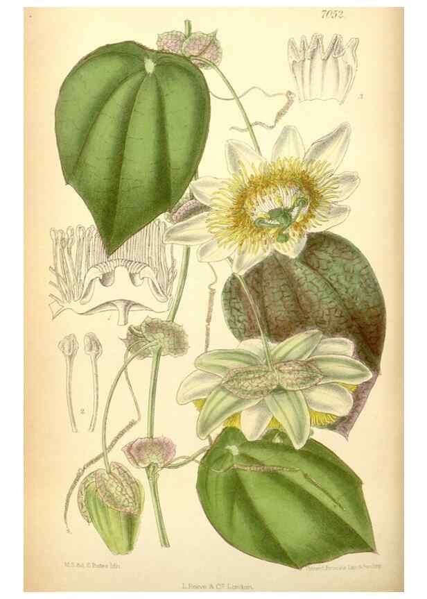 Reproducción/Reproduction 34627160283: Curtis's botanical magazine.. London ; New York [etc.] :Academic Press [etc.]
