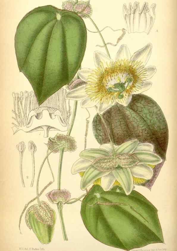 Reproducción/Reproduction 34627160283: Curtis's botanical magazine.. London ; New York [etc.] :Academic Press [etc.]