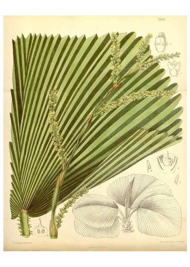 Reproducción/Reproduction 34627162133: Curtis's botanical magazine.. London ; New York [etc.] :Academic Press [etc.]