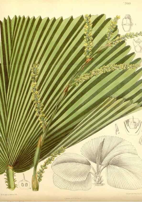 Reproducción/Reproduction 34627162133: Curtis's botanical magazine.. London ; New York [etc.] :Academic Press [etc.]