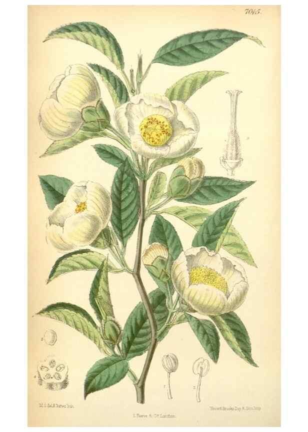 Reproducción/Reproduction 34627154133: Curtis's botanical magazine.. London ; New York [etc.] :Academic Press [etc.]