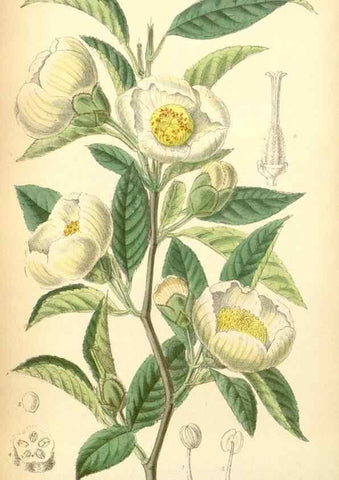 Reproducción/Reproduction 34627154133: Curtis's botanical magazine.. London ; New York [etc.] :Academic Press [etc.]