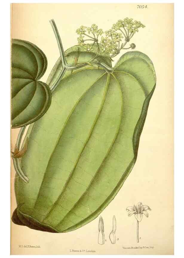 Reproducción/Reproduction 35437153975: Curtis's botanical magazine.. London ; New York [etc.] :Academic Press [etc.]