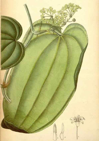 Reproducción/Reproduction 35437153975: Curtis's botanical magazine.. London ; New York [etc.] :Academic Press [etc.]