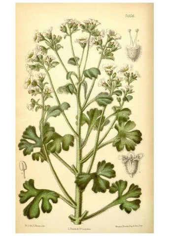 Reproducción/Reproduction 35437158255: Curtis's botanical magazine.. London ; New York [etc.] :Academic Press [etc.]