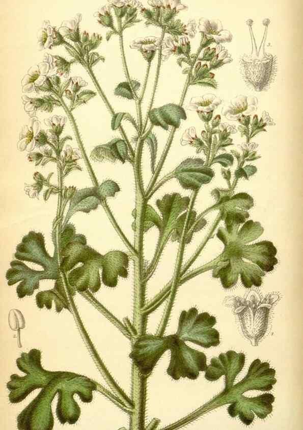 Reproducción/Reproduction 35437158255: Curtis's botanical magazine.. London ; New York [etc.] :Academic Press [etc.]