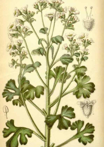 Reproducción/Reproduction 35437158255: Curtis's botanical magazine.. London ; New York [etc.] :Academic Press [etc.]