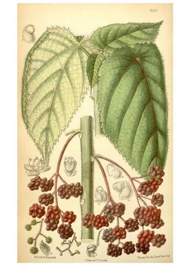 Reproducción/Reproduction 35050046040: Curtis's botanical magazine.. London ; New York [etc.] :Academic Press [etc.]