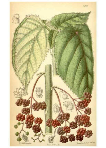 Reproducción/Reproduction 35050046040: Curtis's botanical magazine.. London ; New York [etc.] :Academic Press [etc.]