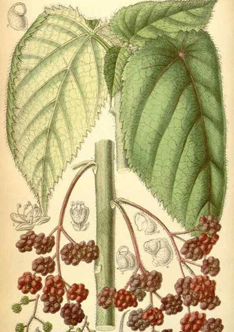 Reproducción/Reproduction 35050046040: Curtis's botanical magazine.. London ; New York [etc.] :Academic Press [etc.]