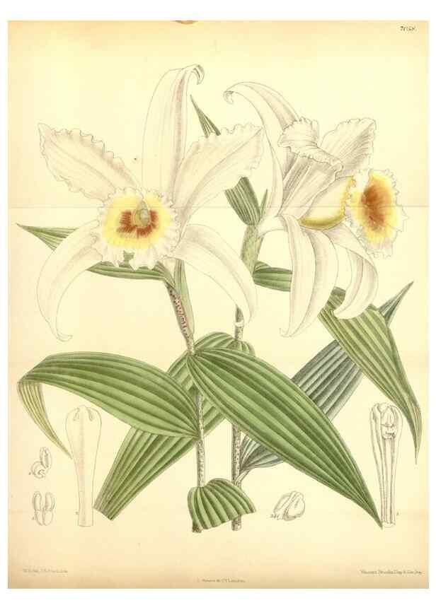 Reproducción/Reproduction 35437161695: Curtis's botanical magazine.. London ; New York [etc.] :Academic Press [etc.]