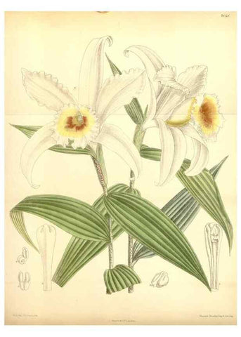 Reproducción/Reproduction 35437161695: Curtis's botanical magazine.. London ; New York [etc.] :Academic Press [etc.]