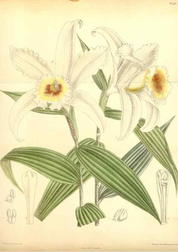 Reproducción/Reproduction 35437161695: Curtis's botanical magazine.. London ; New York [etc.] :Academic Press [etc.]