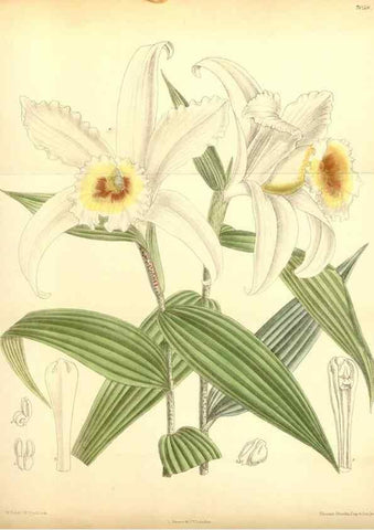 Reproducción/Reproduction 35437161695: Curtis's botanical magazine.. London ; New York [etc.] :Academic Press [etc.]
