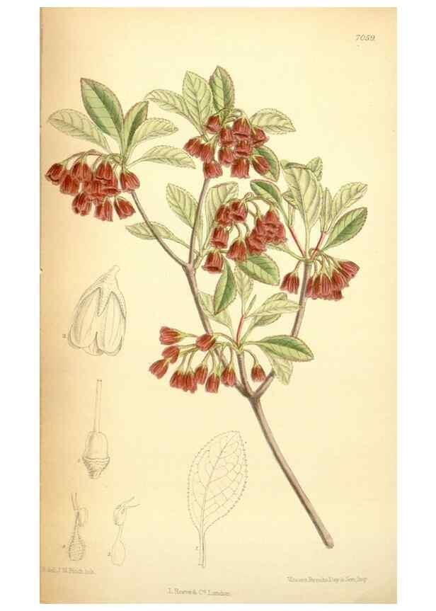 Reproducción/Reproduction 35437163835: Curtis's botanical magazine.. London ; New York [etc.] :Academic Press [etc.]