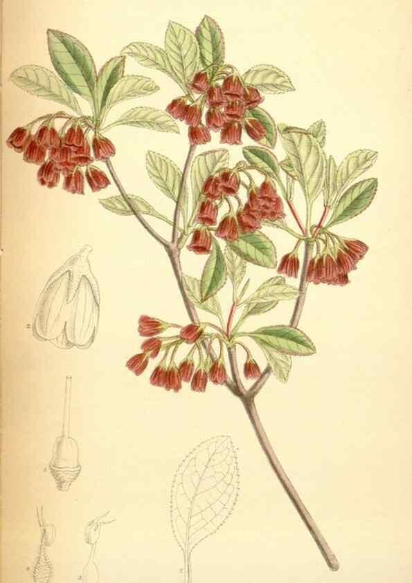 Reproducción/Reproduction 35437163835: Curtis's botanical magazine.. London ; New York [etc.] :Academic Press [etc.]