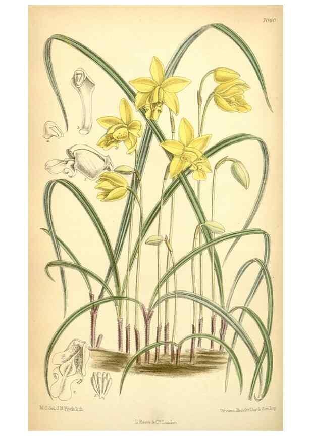Reproducción/Reproduction 35437165815: Curtis's botanical magazine.. London ; New York [etc.] :Academic Press [etc.]