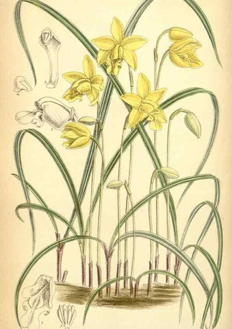 Reproducción/Reproduction 35437165815: Curtis's botanical magazine.. London ; New York [etc.] :Academic Press [etc.]