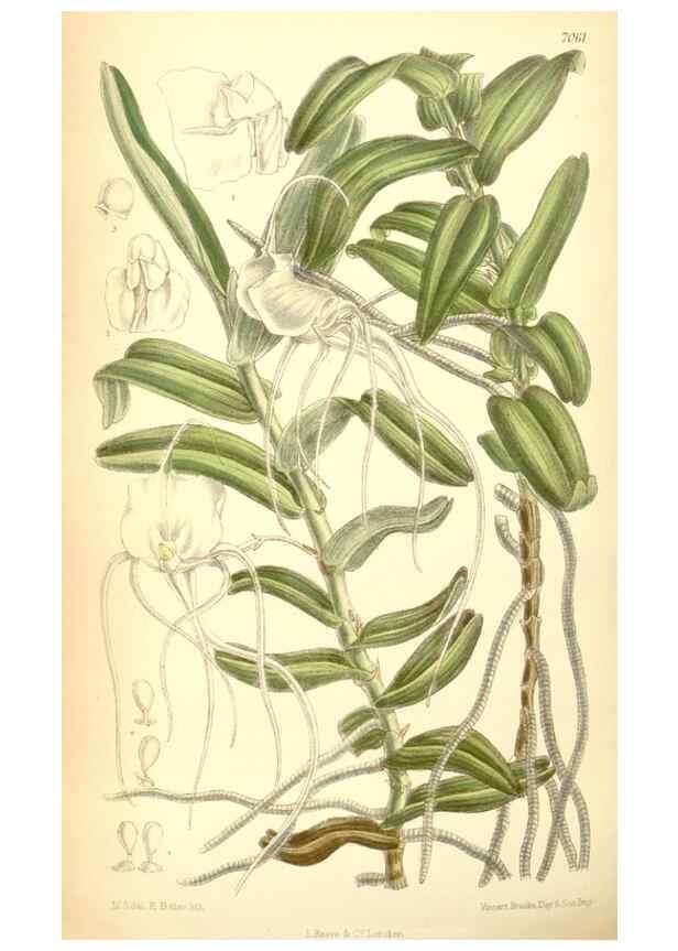 Reproducción/Reproduction 35397466986: Curtis's botanical magazine.. London ; New York [etc.] :Academic Press [etc.]