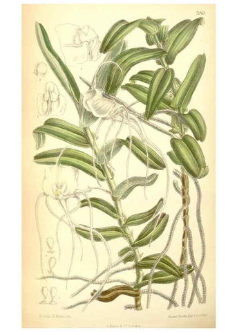 Reproducción/Reproduction 35397466986: Curtis's botanical magazine.. London ; New York [etc.] :Academic Press [etc.]