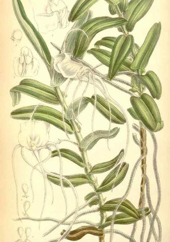 Reproducción/Reproduction 35397466986: Curtis's botanical magazine.. London ; New York [etc.] :Academic Press [etc.]