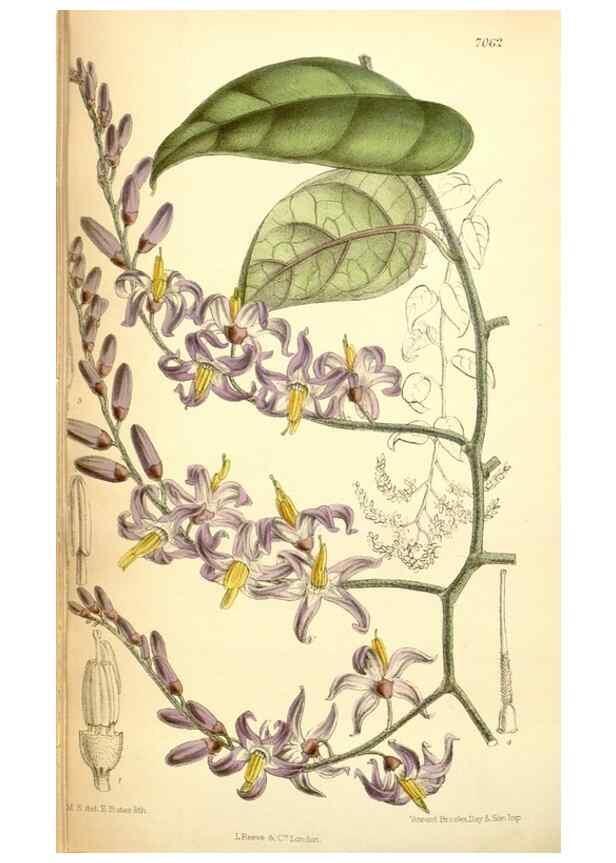 Reproducción/Reproduction 35397470566: Curtis's botanical magazine.. London ; New York [etc.] :Academic Press [etc.]