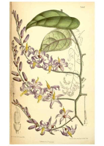 Reproducción/Reproduction 35397470566: Curtis's botanical magazine.. London ; New York [etc.] :Academic Press [etc.]