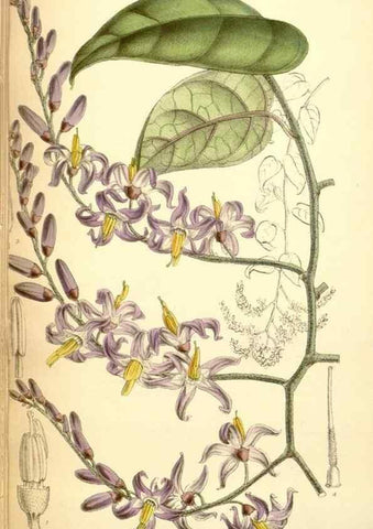 Reproducción/Reproduction 35397470566: Curtis's botanical magazine.. London ; New York [etc.] :Academic Press [etc.]