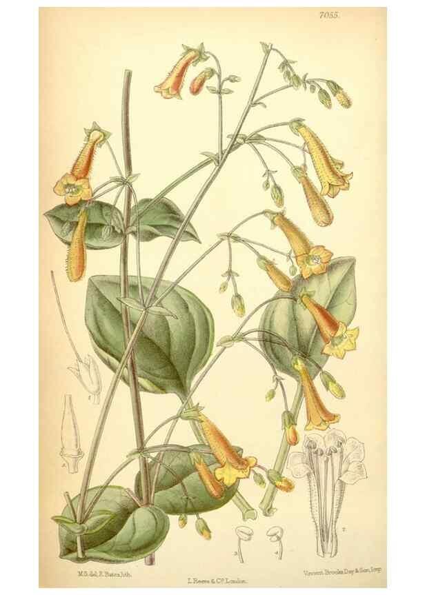 Reproducción/Reproduction 35397458306: Curtis's botanical magazine.. London ; New York [etc.] :Academic Press [etc.]