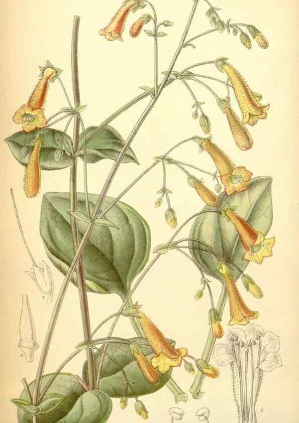 Reproducción/Reproduction 35397458306: Curtis's botanical magazine.. London ; New York [etc.] :Academic Press [etc.]