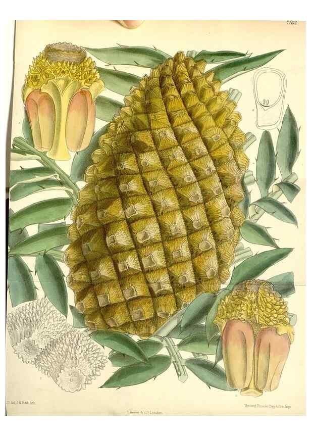 Reproducción/Reproduction 35050555770: Curtis's botanical magazine.. London ; New York [etc.] :Academic Press [etc.]