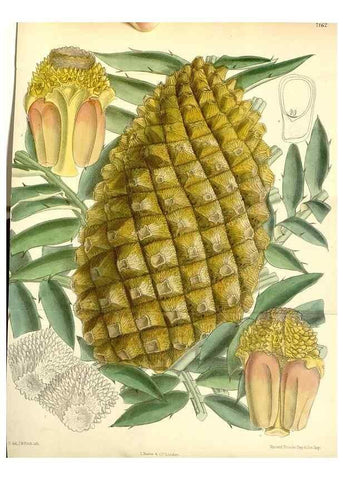 Reproducción/Reproduction 35050555770: Curtis's botanical magazine.. London ; New York [etc.] :Academic Press [etc.]