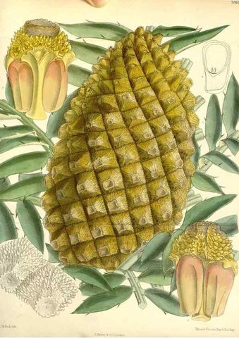 Reproducción/Reproduction 35050555770: Curtis's botanical magazine.. London ; New York [etc.] :Academic Press [etc.]