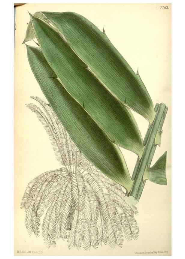 Reproducción/Reproduction 35050559680: Curtis's botanical magazine.. London ; New York [etc.] :Academic Press [etc.]