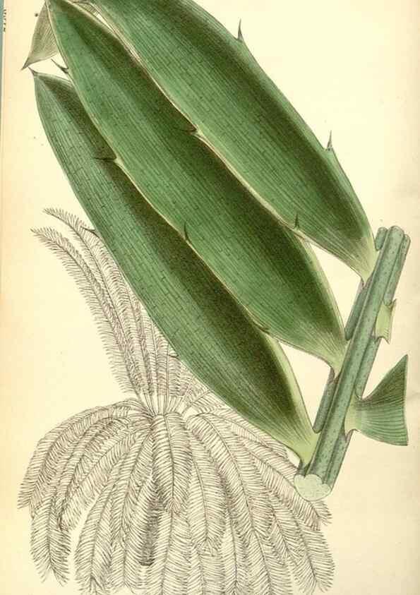 Reproducción/Reproduction 35050559680: Curtis's botanical magazine.. London ; New York [etc.] :Academic Press [etc.]