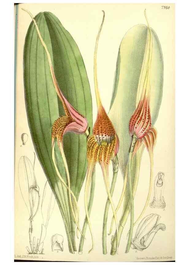 Reproducción/Reproduction 35050563020: Curtis's botanical magazine.. London ; New York [etc.] :Academic Press [etc.]