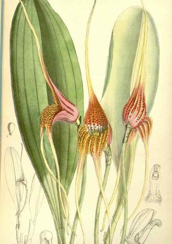 Reproducción/Reproduction 35050563020: Curtis's botanical magazine.. London ; New York [etc.] :Academic Press [etc.]