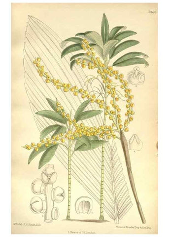 Reproducción/Reproduction 34596106184: Curtis's botanical magazine.. London ; New York [etc.] :Academic Press [etc.]