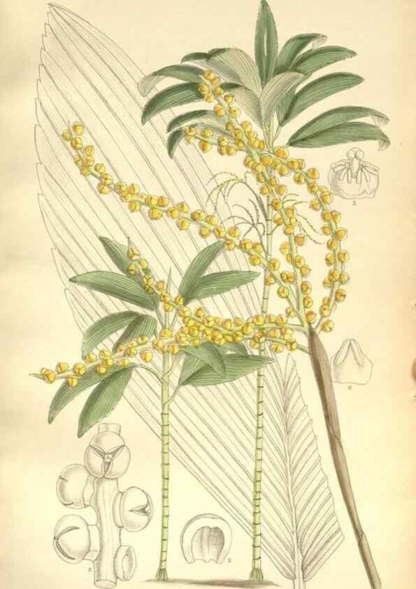 Reproducción/Reproduction 34596106184: Curtis's botanical magazine.. London ; New York [etc.] :Academic Press [etc.]
